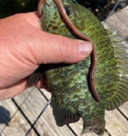 Size ref. between bluegill  and worm